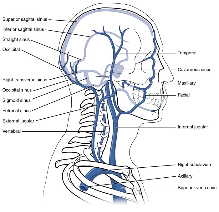 Veins thoracic regions artery arteries cavity venous femoral