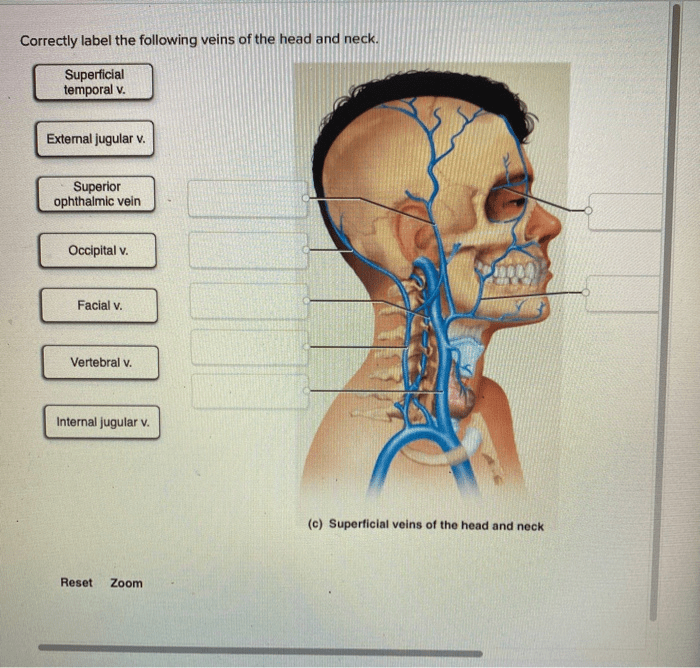 Label the veins of the head and trunk