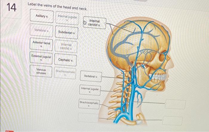 Label the veins of the head and trunk