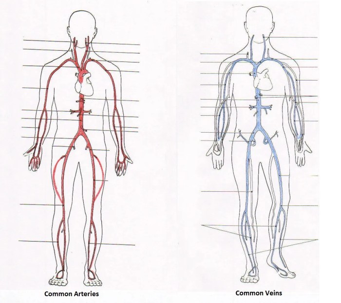 Neck venous head drainage anatomy teachmeanatomy veins scalp vessels superficial vein jugular external facial internal face blood major artery anterior