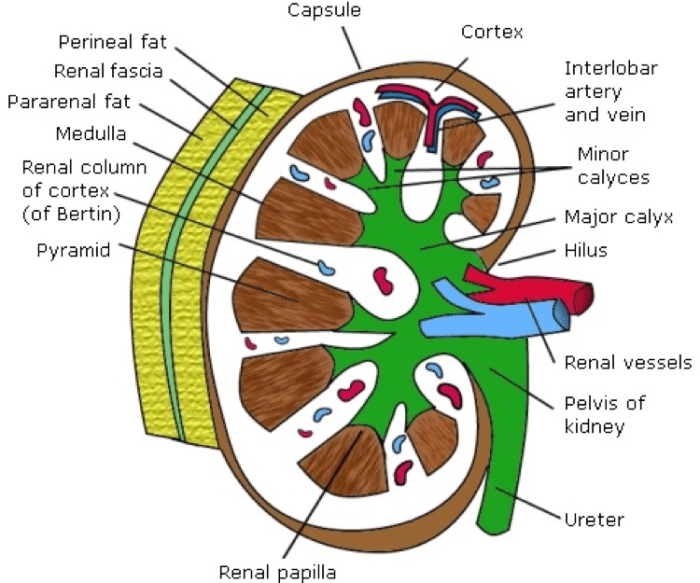 Identify the highlighted structure kidney