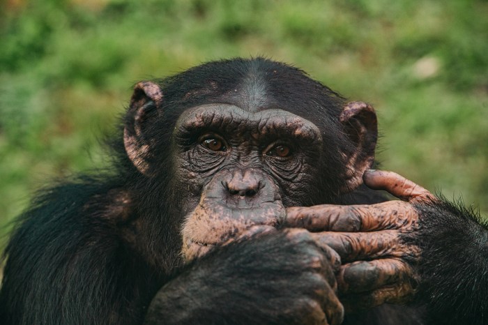 Primate passenger on a rocket ship crossword clue