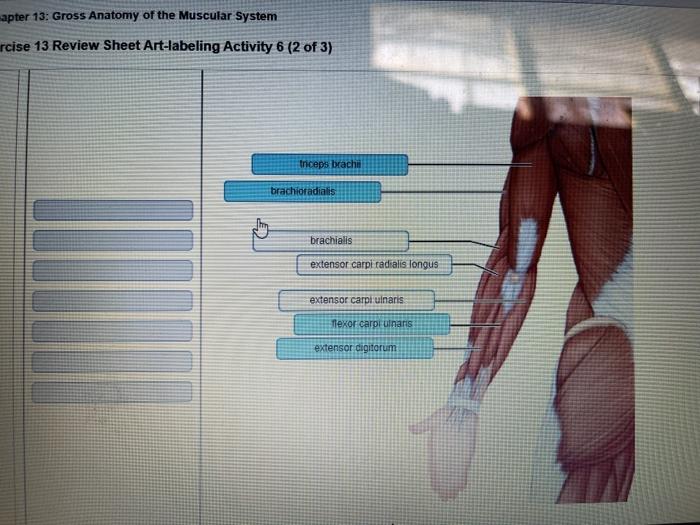 Exercise 13 gross anatomy of the muscular system