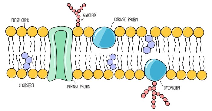 The membrane that surrounds a certain type of living cell