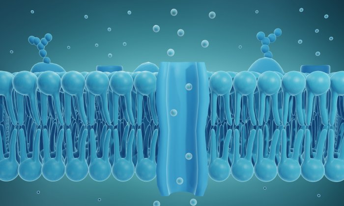 Cell membranes presentation ppt powerpoint materials