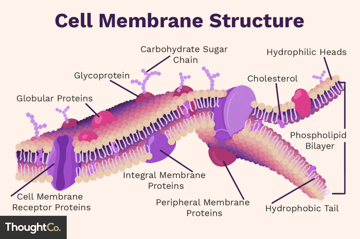 The membrane that surrounds a certain type of living cell