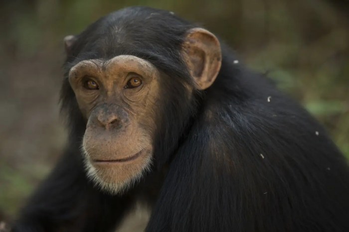 Chimp smacking chimpanzee speech chimpanzees smack populations rhythms