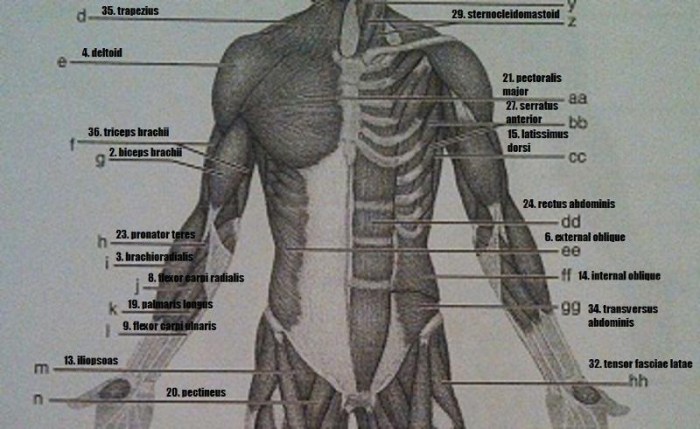 Exercise 13 gross anatomy of the muscular system