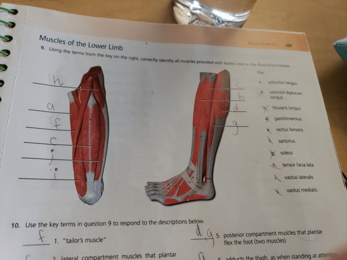 Permacharts physiotherapist laminated physiology